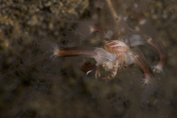 Sea Pen Crab (Porcellanella triloba). Picture was taken in Anilao, Philippines