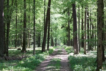 Way in the Bialowieza National Park in Poland
