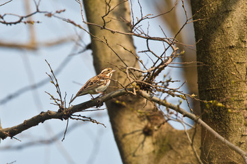 渡鳥のカシラダカ
