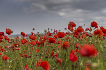 Obraz na płótnie Canvas field of poppies