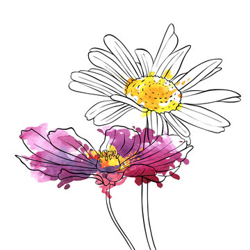 vector drawing flowers of daisy
