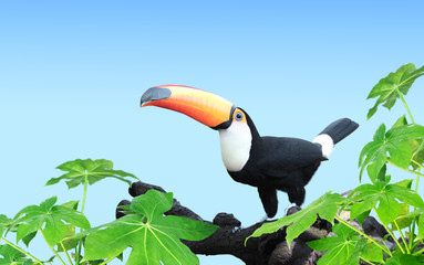 Horizontal banner with beautiful colorful toucan bird © frenta
