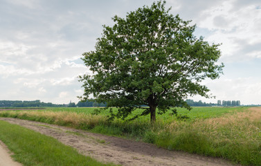 Fototapeta na wymiar Tall tree beside a sandy path in rural landscape