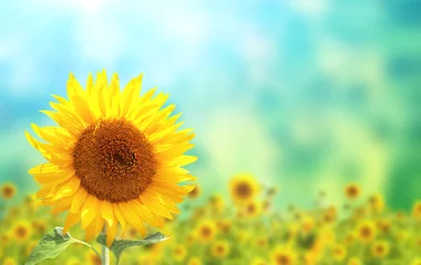 Rolgordijnen Sunflowers on blurred sunny background © frenta