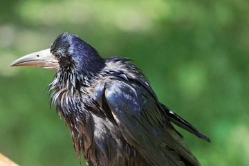 Rook (Corvus frugilegus)