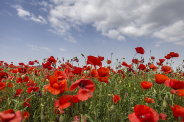field of poppies