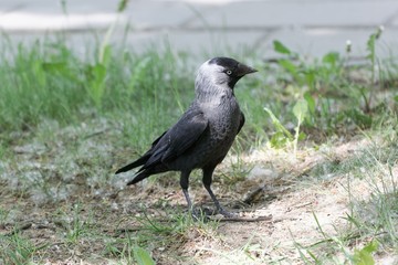 Fototapeta premium Western jackdaw (Coloeus monedula) on a meadow