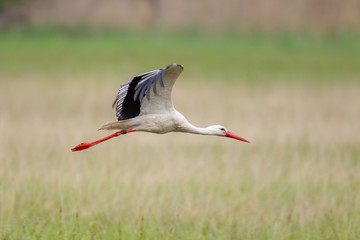 Ein Weißstorch (Ciconia ciconia) im Flug im Frühling im Naturschutzgebiet Mönchbruch bei Frankfurt, Hessen, Deutschland.