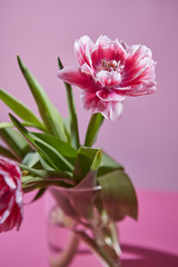 Beautiful flower composition of tulips on a pink background