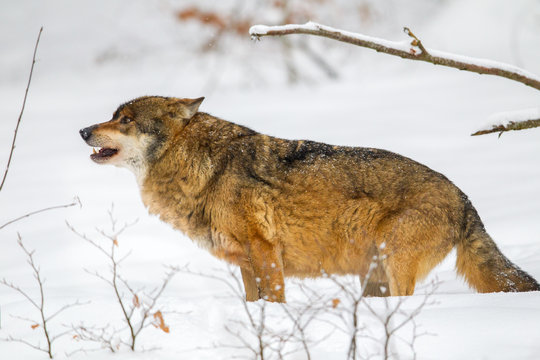 Fototapeta Wolf (Canis lupus) im Winter im Tier-Freigelände im Nationalpark Bayrischer Wald, Deutschland.