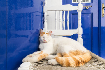 Cute red cat sleeping on a traditional white wooden chair in Mykonos island, Greece - obrazy, fototapety, plakaty