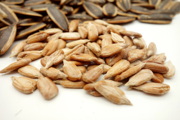 sunflower seed