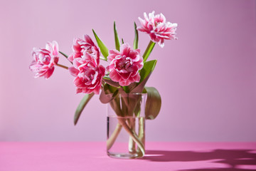 Naklejka na ściany i meble A composition of pink tulips in a glass vase on a pink background. Photo as a postcard