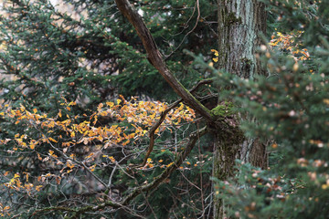 Moscow, Russia. Yellow oak leaves and clumsy branches in the autumn forest. Green spruce in the background