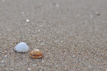 Fototapeta na wymiar Conchas de mar