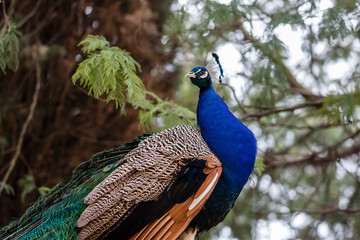 Obraz premium Sochi, Russia. Beautiful peacock (Pavo cristatus) in arboretum park. The Indian peafowl or blue peafowl, a large and brightly coloured bird. The animal looks into the camera. Background blurred