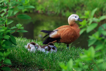 Moscow, Russia. Ruddy shelduck or tadorna ferruginea or brahminy duck. Mother duck protects ducklings on the shore. Birds sit on the green grass, in the background water. Animals in the city park