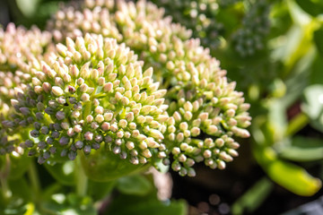 closeup of Sedum green flowers over sunny blurred background