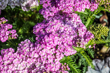 sunny pink and white Apple Blossom Achillea blossoming, sunny garden