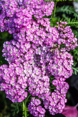 beautiful flora wallpaper of pink Achillea, called Apple Blossom blooming © STUDIO GRAND WEB