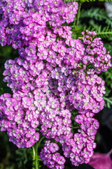 beautiful flora wallpaper of pink Achillea, called Apple Blossom blooming