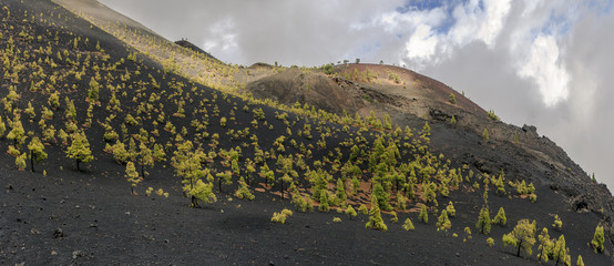 Volcanic landscape in La Palma with basalt and pines