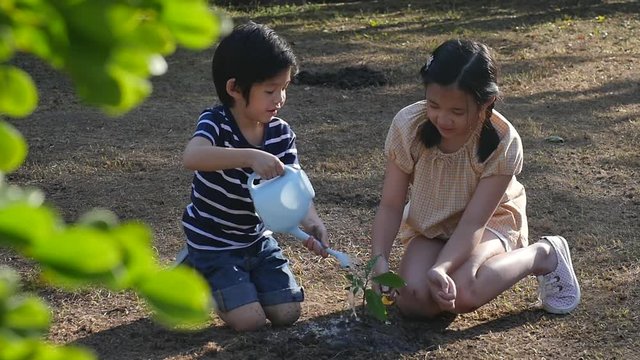 Asian sibling watering young tree on summer day slow motion 
