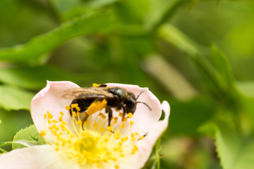 Rose hips with maximum magnification macro. Bee collects nectar on its paws from yellow stamens...