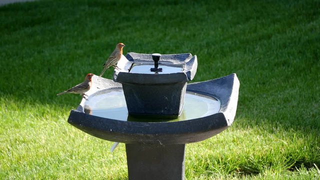 Two adult male house finches or purple finches drink and spalsh at a back-yard bird bath