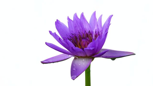 4K Beautiful lotus lilly purple tone isolated on white background