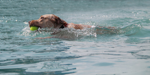 A Labrador Dog Retrieving a Tennis Ball in the Water.