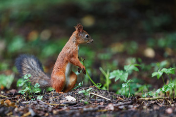 Moscow, Russia. Squirrel sits on the ground in the forest and looks away. Green leaves in the background