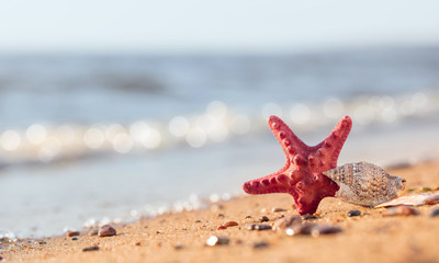 Fototapeta na wymiar Summer beach in a tropical paradise with a seashell and starfish on golden sand.