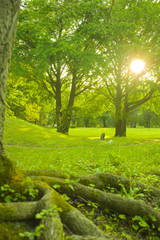 Fototapeta premium Park tree