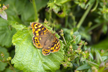Papillon Tircis. Pararge aegeria, sur une feuille