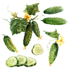 Watercolor cucumber vector set