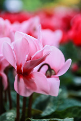 Beautiful pink and red cyclamen flowers