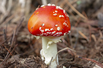 Magic mushroom 2