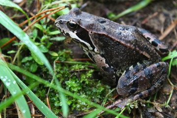 frog