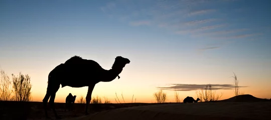 Photo sur Aluminium Chameau Silhouette d& 39 un chameau au coucher du soleil dans le désert du Sahara, au sud de la Tunisie