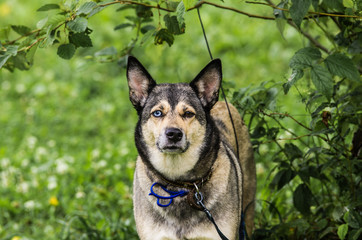 Naklejka na ściany i meble Dog with multi-colored eyes on the outdoors