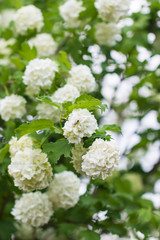white small flowers on a branch