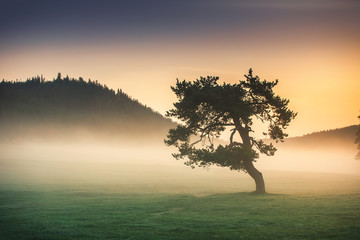 Misty morning with lonely tree in the field