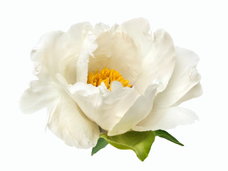 terry white peony flower isolated © Tetiana