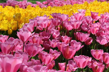 Yellow and pink lilac landscaping.