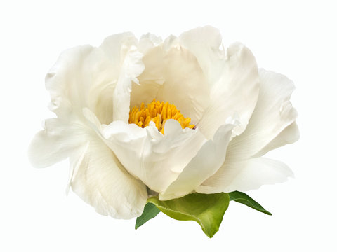 terry white peony flower isolated