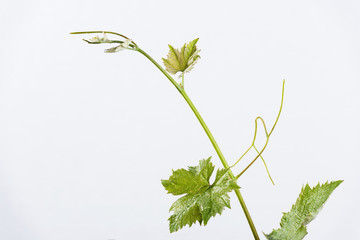 grape saplings and grape leaves