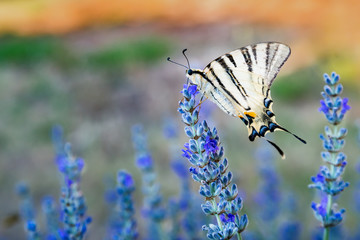 Schwalbenschwanz Schmetterling an einer Lavendelblüte