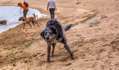 Perro joven secandose en al orilla playa