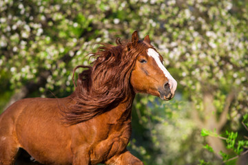 Red draft horse with long mane portrait in motion. Horse in spring blossom